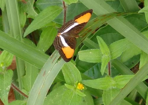 Adelpha cytherea